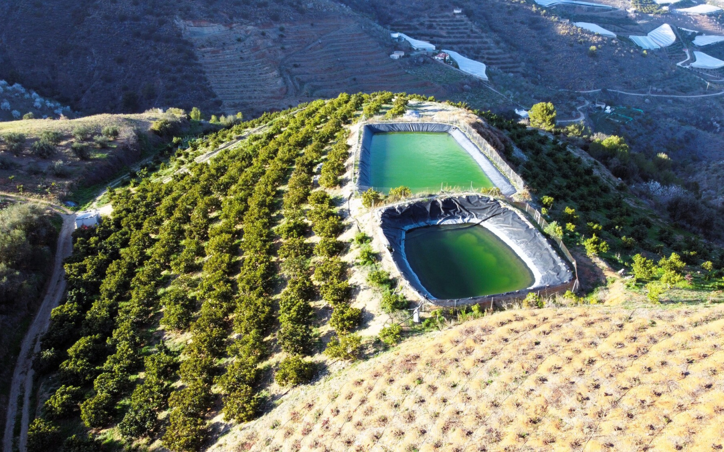 Itrabo. Land in production with avocados, vineyards and almond trees.