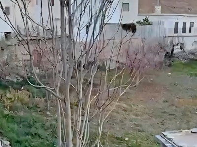 VID-20260721-WA0004(2)